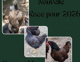Barnevelder Dorée