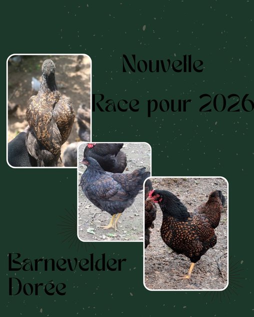 Barnevelder Dorée
