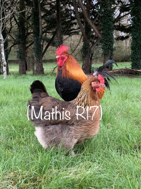 Œufs fécondés Poule Marans Saumon doré SD