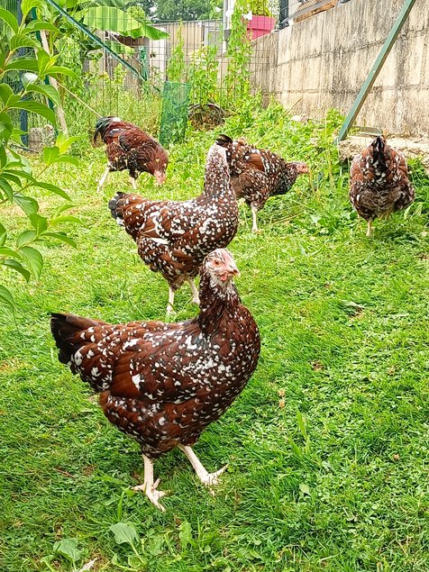 oeufs sussex tricolore