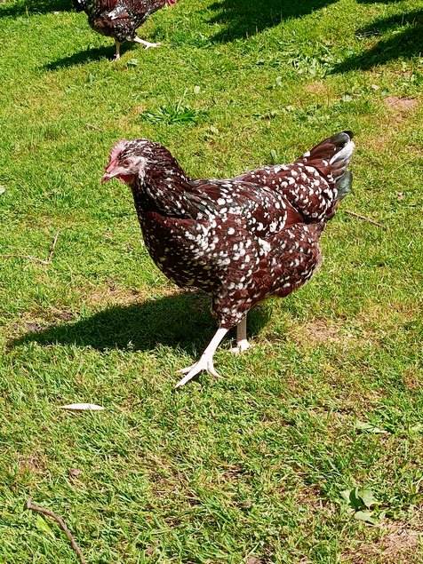 oeufs sussex tricolore