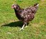 oeufs sussex tricolore