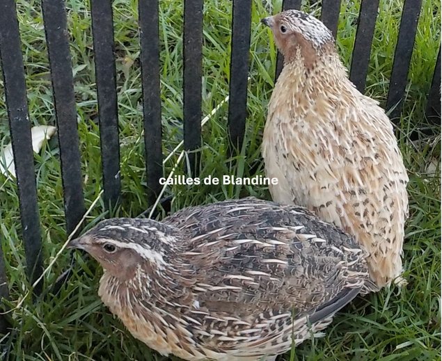 2 oeufs cailles pur céladon (oeufs bleu) en ovopack