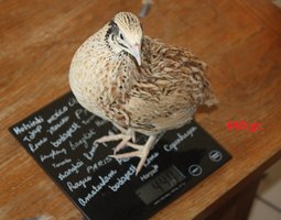 Oeufs fécondés de cailles isabelle par boite de 18
