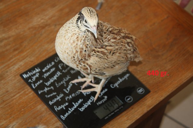Oeufs fécondés de cailles isabelle par boite de 18