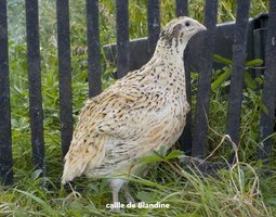 2 oeufs cailles pur céladon (oeufs bleu) en ovopack
