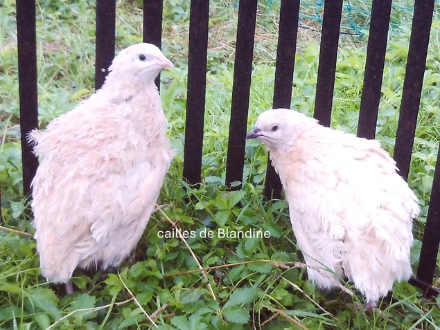 3 oeufs cailles jaune en Ovopack