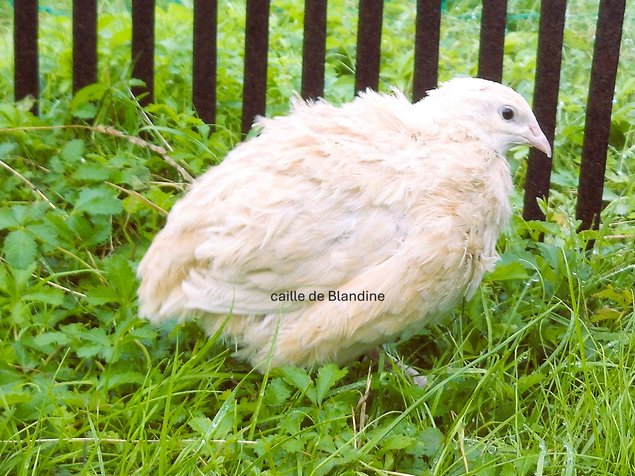 3 oeufs cailles jaune en Ovopack