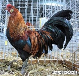 RARE Javanaise pure race (race naine aux oeufs bleu) "BIO"