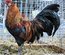 RARE Javanaise pure race (race naine aux oeufs bleu) "BIO"