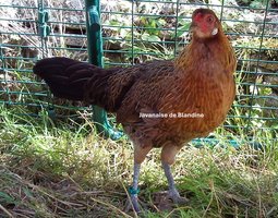 RARE Javanaise pure race (race naine aux oeufs bleu) "BIO"