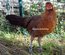 RARE Javanaise pure race (race naine aux oeufs bleu) "BIO"