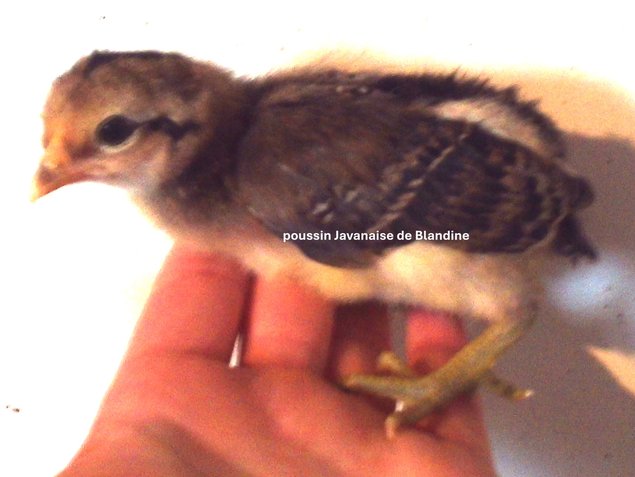 RARE Javanaise pure race (race naine aux oeufs bleu) "BIO"