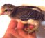 RARE Javanaise pure race (race naine aux oeufs bleu) "BIO"