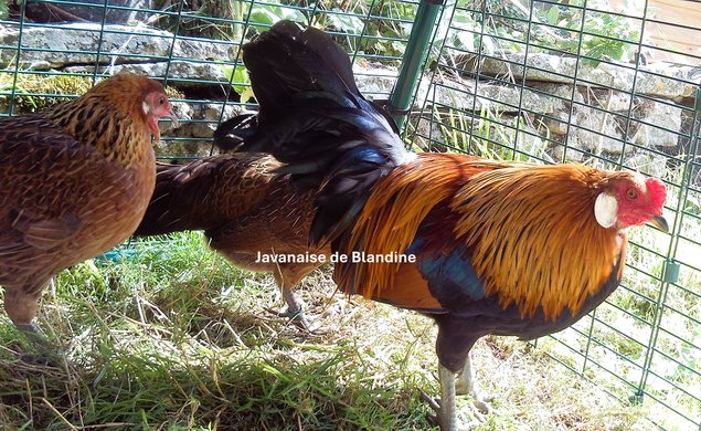 RARE Javanaise pure race (race naine aux oeufs bleu) "BIO"