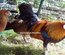 RARE Javanaise pure race (race naine aux oeufs bleu) "BIO"
