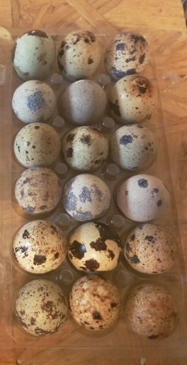 Oeufs fécondés de cailles isabelle par boite de 18