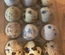 Oeufs fécondés de cailles isabelle par boite de 18