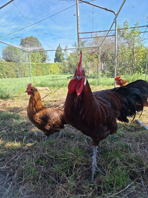 Oeufs à couver poule Breakel