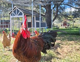 Oeufs à couver poule Breakel