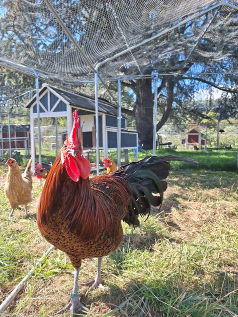 Oeufs à couver poule Breakel