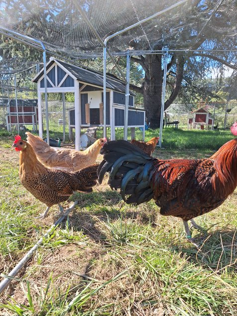 Oeufs à couver poule Breakel