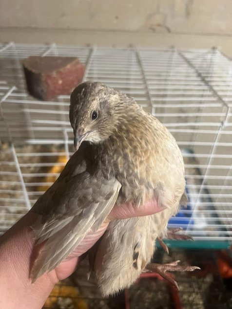 Caille du Japon couleur mix (argenté, caillouté, bleu...)