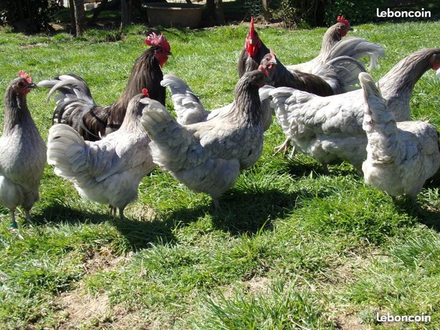 oeufs fécondés à couver de poule limousine et coq de pêche limousin "expédié sous 24h"