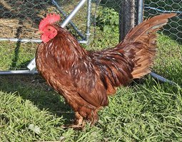 Sabelpoot rouge et rouge caillouté blanc
