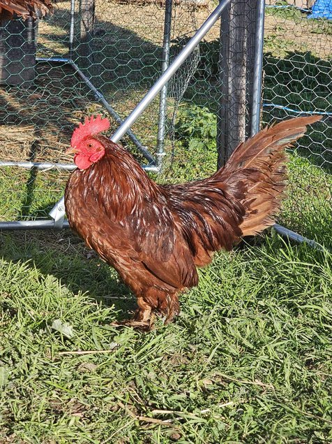 Sabelpoot rouge et rouge caillouté blanc