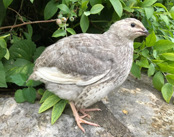 Caille du Japon couleur mix (argenté, caillouté, bleu...)