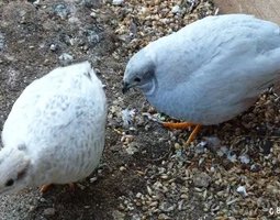 Oeufs caille de chine