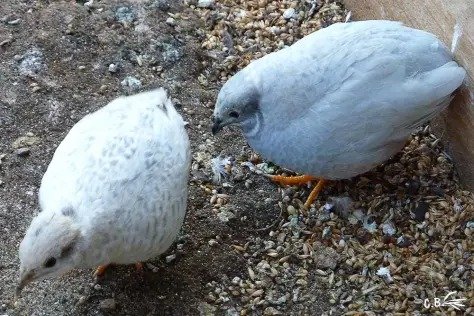 Oeufs caille de chine