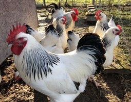 Œufs fécondés Sussex blanc herminé noir pure et grande race