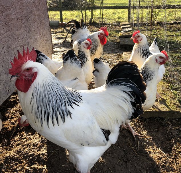 Œufs fécondés Sussex blanc herminé noir pure et grande race
