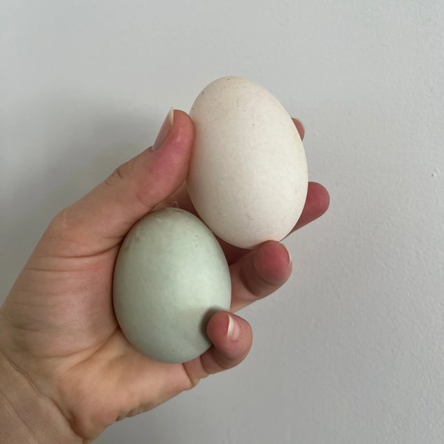 Oeuf canard coureur indien type panaché