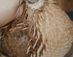 Promo !!! .Œufs CAILLES Jumbo