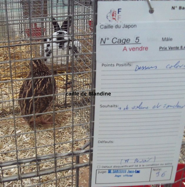 3 oeufs cailles sauvage/isabelle sélection expo en Ovopack