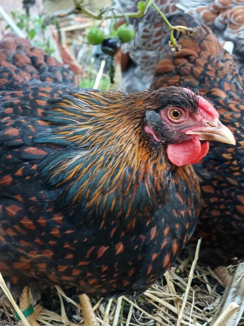 Wyandotte doré liséré bleu et noire grande race