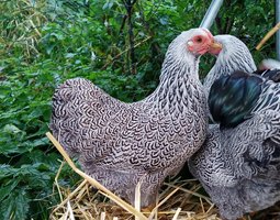 Wyandotte perdrix maille argenté race naine