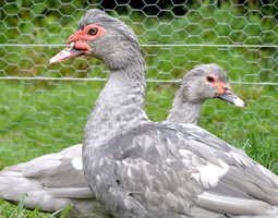 Canard de Barbarie gris perle - canard dinde - oeufs fécondés 🪶
