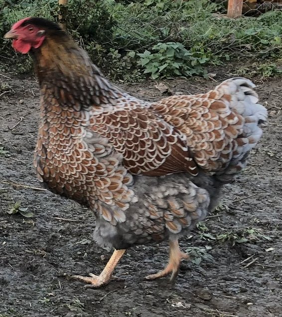 Œufs fécondés poules Wyandotte doré liseré grande race