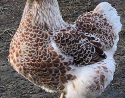 Œufs fécondés poules Wyandotte doré liseré grande race