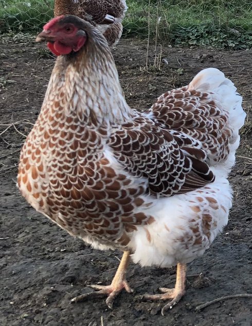 Œufs fécondés poules Wyandotte doré liseré grande race