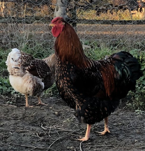 Œufs fécondés poules Wyandotte doré liseré grande race