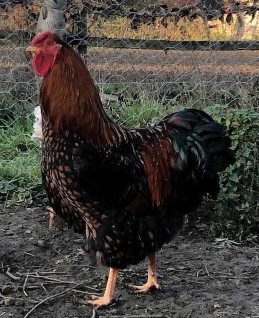 Œufs fécondés poules Wyandotte doré liseré grande race