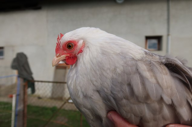 Pékin bobtail frisé et lisse