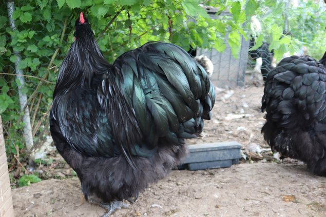 Orpington noir
