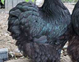 Orpington noir