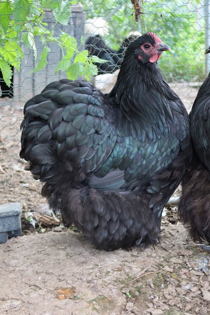 Orpington noir